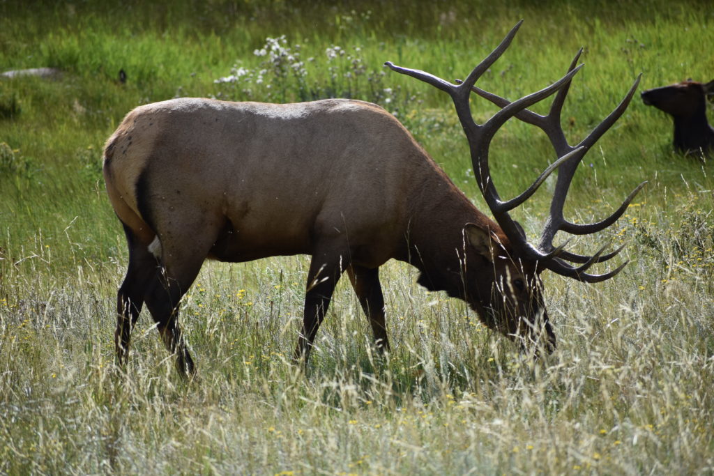 Rocky Mountain National Park Adventure elk