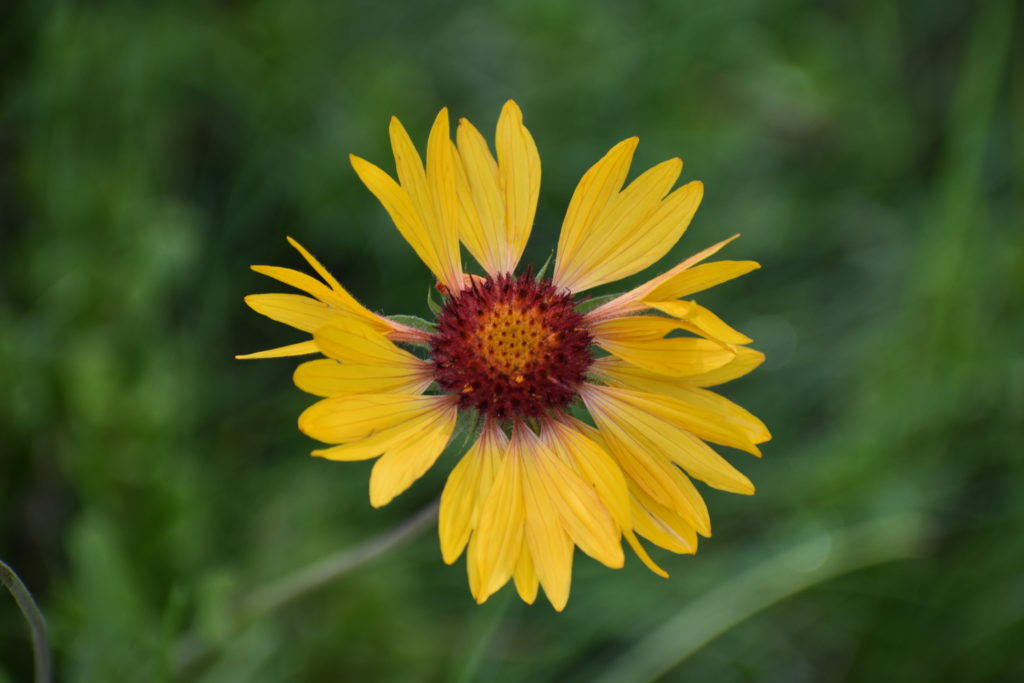 Rocky Mountain National Park wildflowers