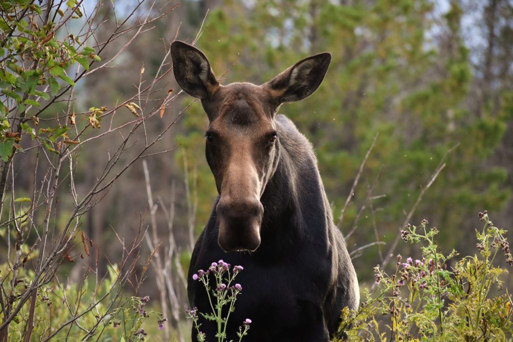 Rocky Mountain National Park adventure moose