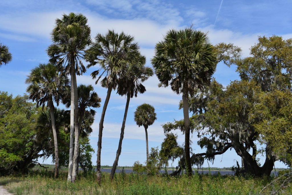a northern view of Florida state parks