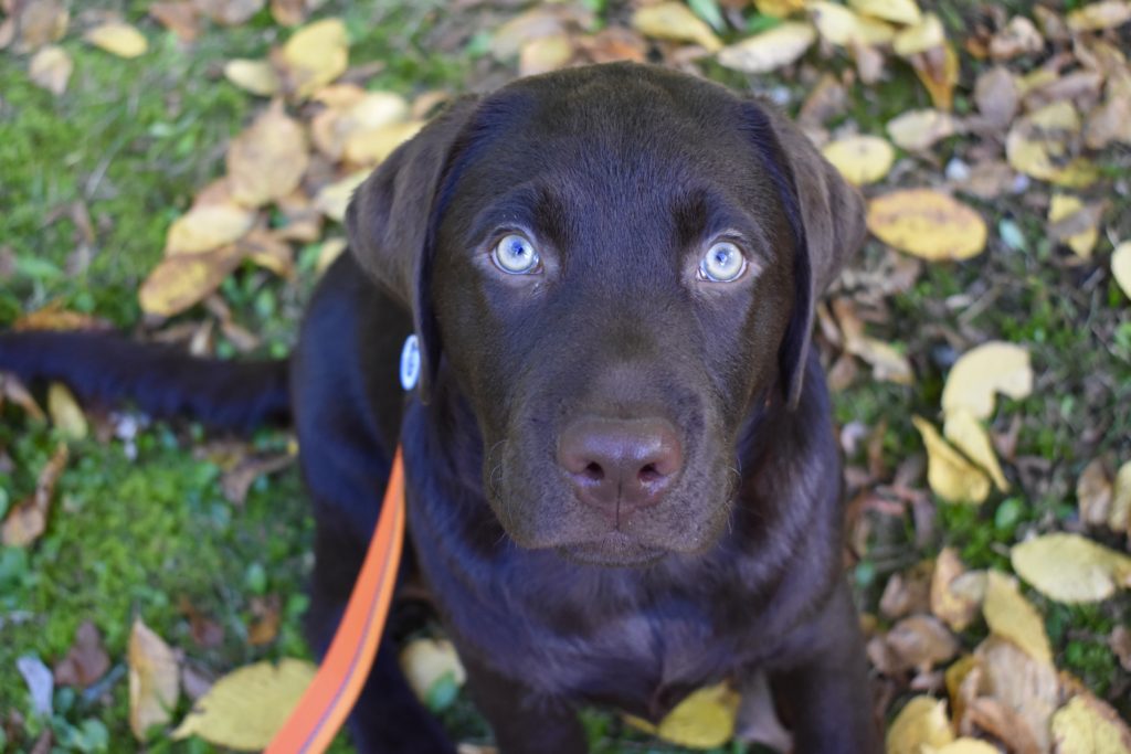 Improve your dog's health and happiness with a brown puppy looking up.