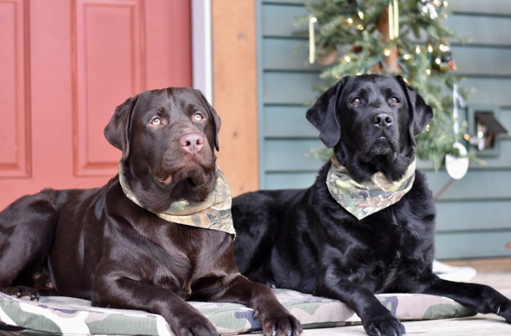 Improve your dog's health and happiness. Two labs laying on a dog bed wearing bandanas.