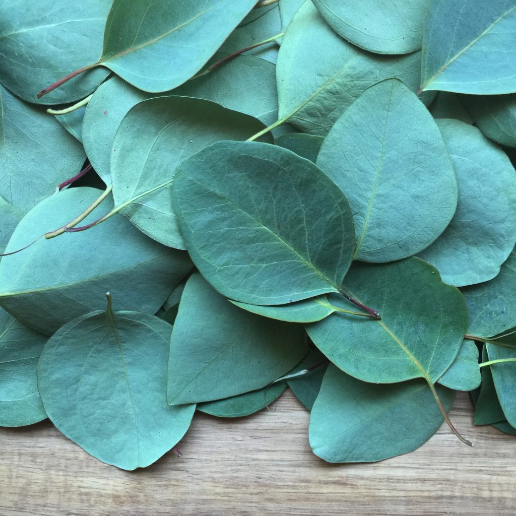 Powerful Essential Oils for Everyday. A pile of eucalyptus leaves. 