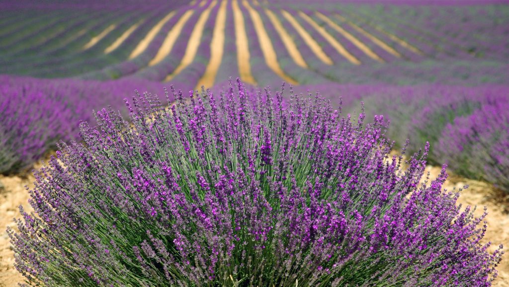 Essential Oils for Everyday - Part II. Field of lavender.