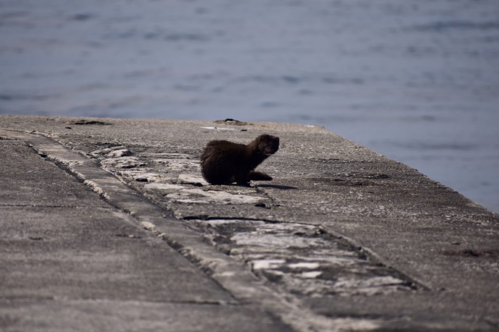 Exploring Michigan Lighthouses & Sand Dunes. A mink on the breakwater.
