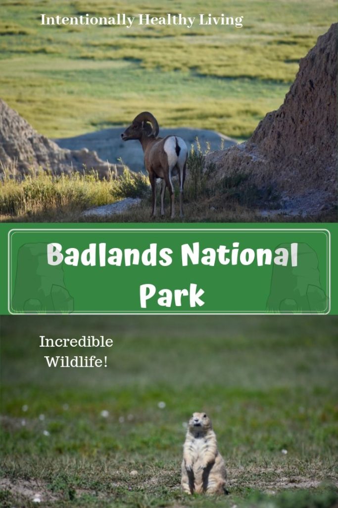 Visit Badlands National Park.  Read full article at Intentionally Healthy Living.  Bighorn sheep & black tailed prairie dog