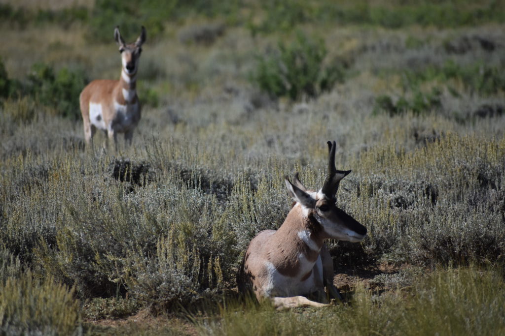 State Forest State Park in Colorado.  Pronghorn laying in the grasslands.
