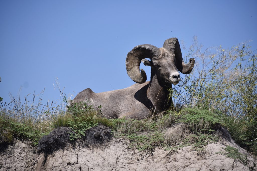 Visit Badlands National Park.  Bighorn Sheep laying on top of a butte.