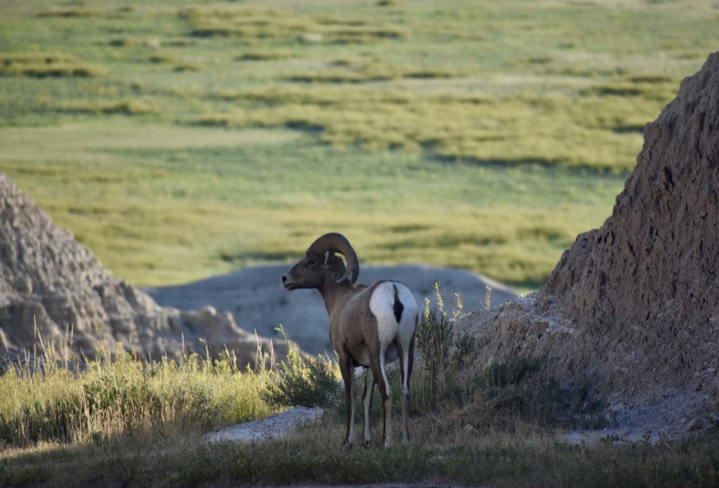 Visit Badlands National Park.  A bighorn sheep.