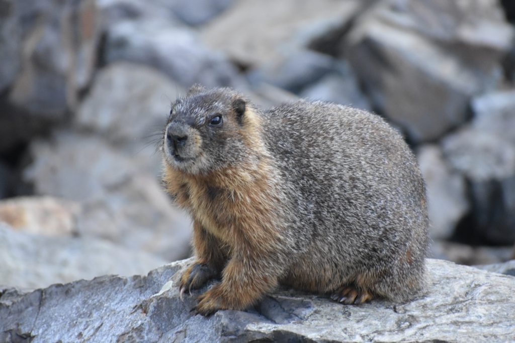 State Forest State Park in Colorado.  Marmot.