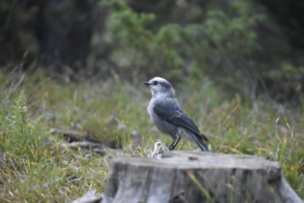 State Forest State Park in Colorado.  A Gray Jay on a stump.