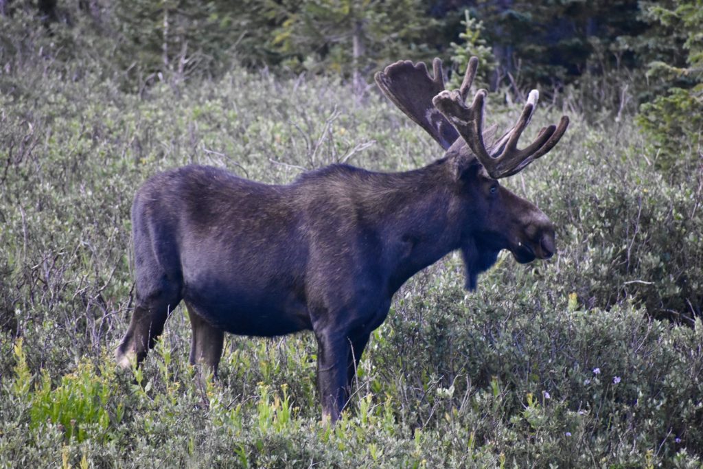 State Forest State Park in Colorado.  A Bull moose.