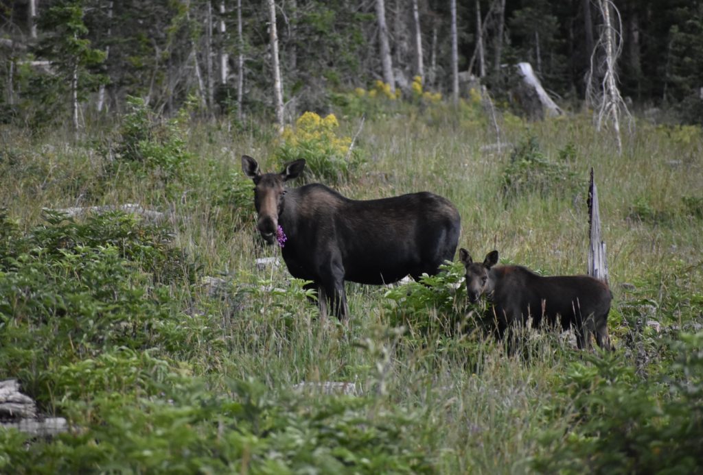 State Forest State Park in Colorado.  A cow moose and her calf.