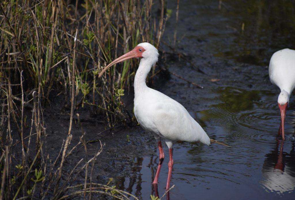 Get outdoors to Improve Your Health.  A white ibis.