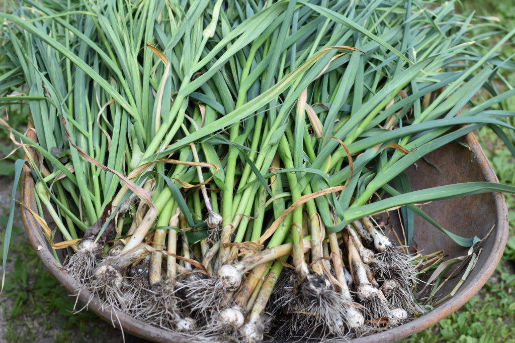how to planting and harvest garlic with a wheelbarrow full of freshly harvested garlic.