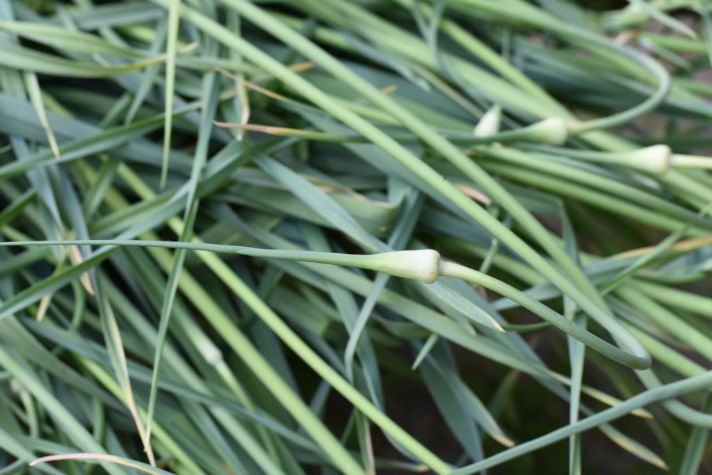 how to plant and harvest garlic. scape shown.