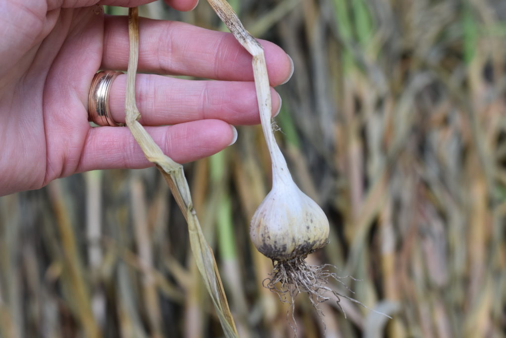 how to plant and harvest garlic bulbs.