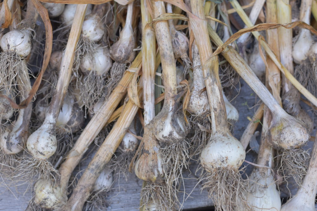 how to planting and harvest garlic with gorgeous freshly dug up bulbs.