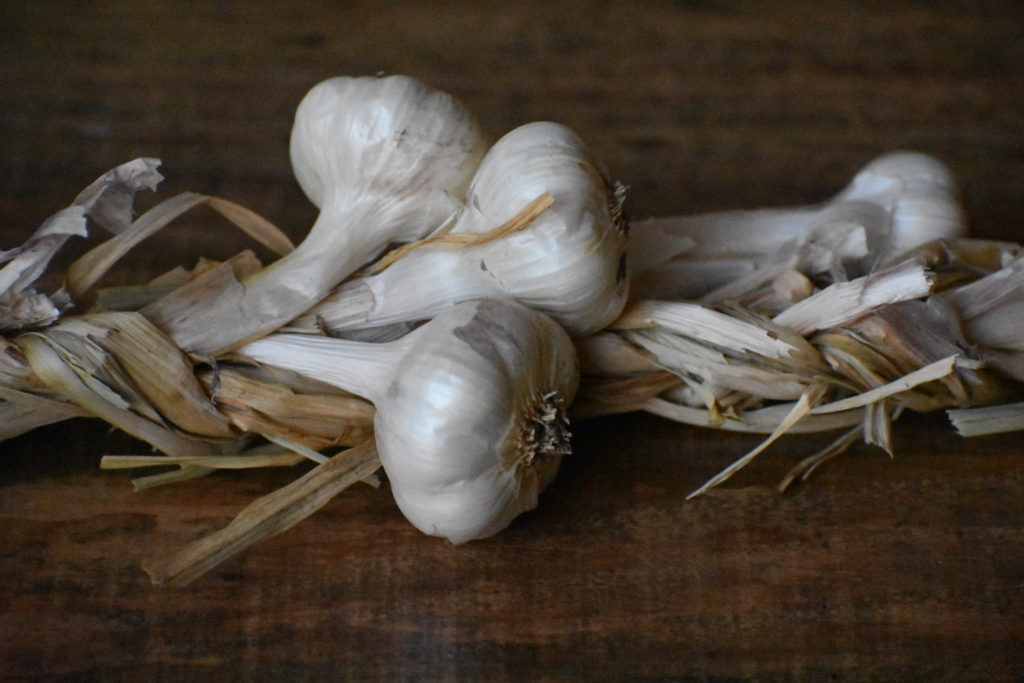 How to Plant and harvest garlic.