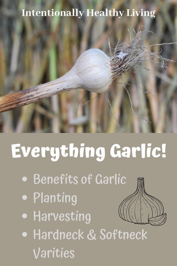 Planting and Harvesting Garlic. #howtoplantgarlic #garlicbenefits #easyshadevegetables #homegrownfood #hardneckgarlic