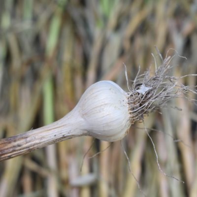 How to Plant and Harvest Garlic