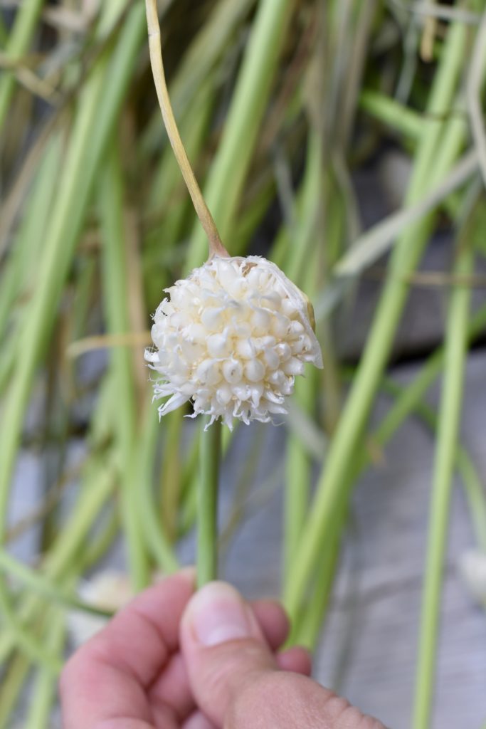 How to Plant and harvest Garlic.  A bulbil flower.