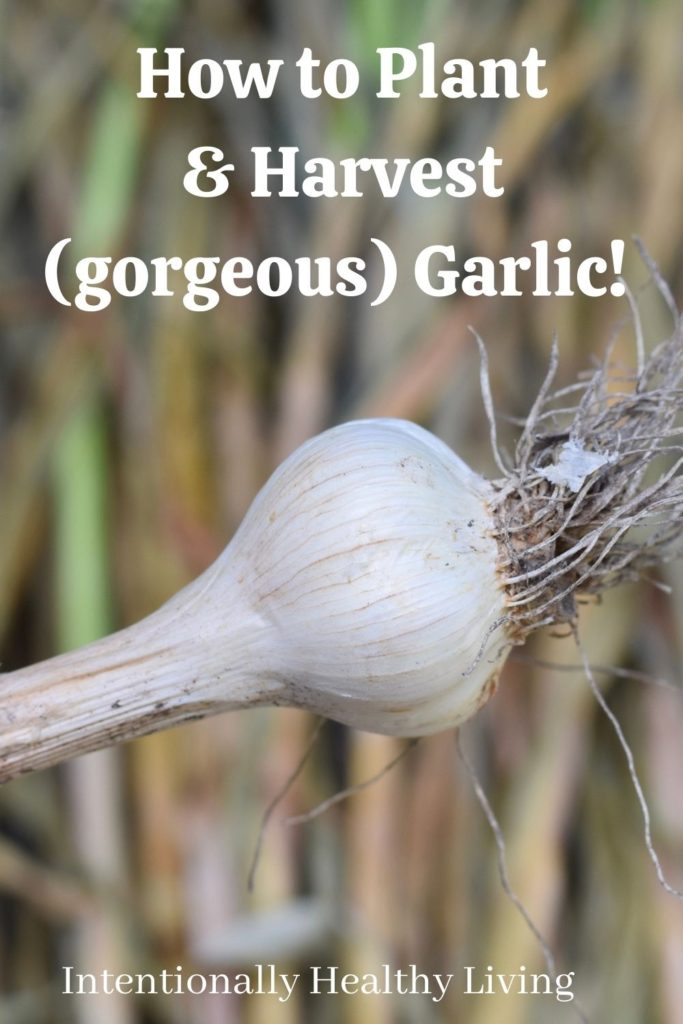 How to Plant and Harvest Garlic #softneckgarlic #hardneckgarlic #fallplanting #healthyliving #homesteadgardening #gardening #whattogrowinshade #immunityboost