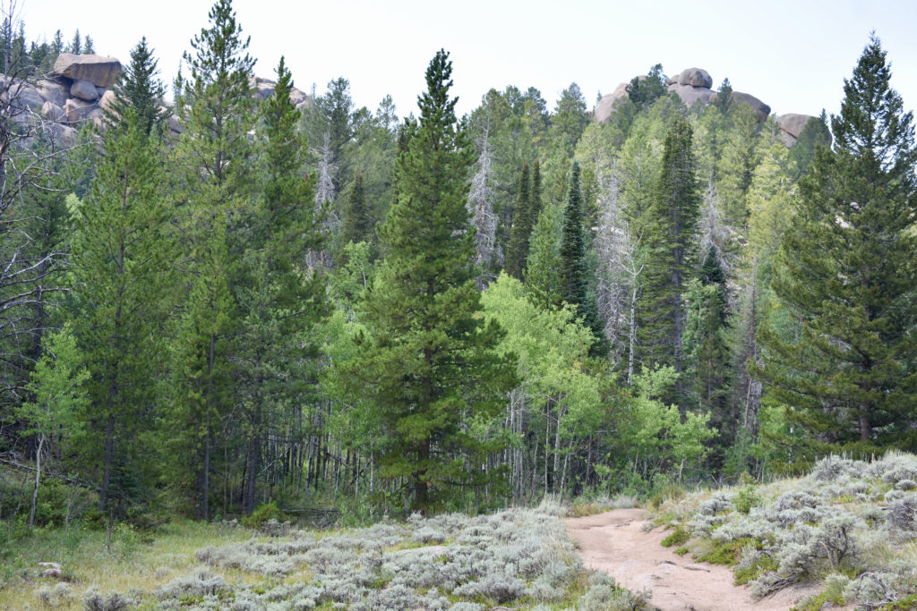 A trail with sage on either side leading into pine trees.  Caption is enjoy the outdoors.