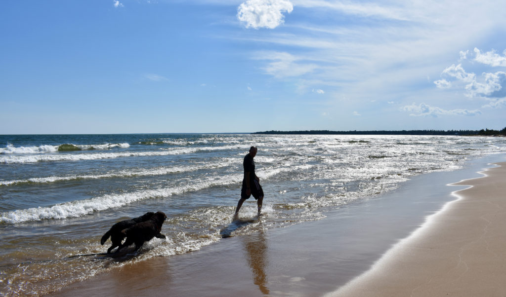 Dogs and a man walking on the beach.