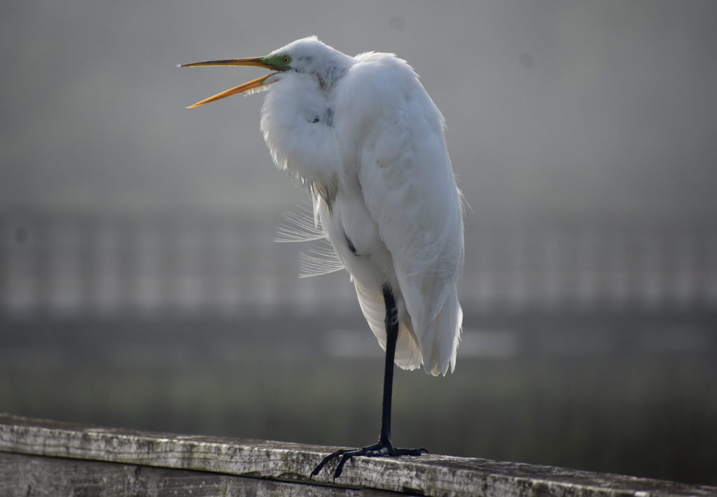 Visit the beach for your health.  A white heron sitting on a rail.