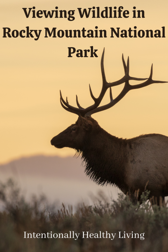Rocky Mountain National Park Adventure #familycamping #nationalparks #wildlifeviewing #wildlifephotography #hikingtrails #campingcolorado #mountainlakes #coloradowaterfalls
