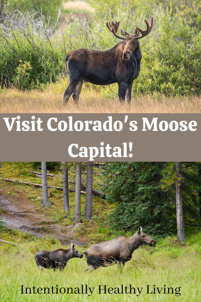 State Forest State Park in Colorado #camping #RVlife #hiking #wildlifeviewing #moose #findmoose #photography #familyvacation #outdoorrecreation 