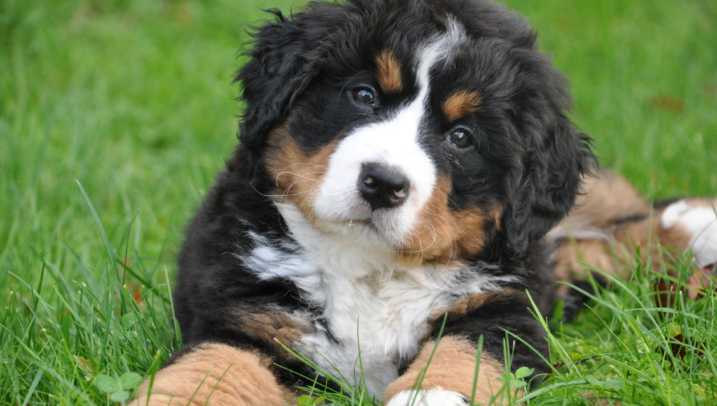 Improve Your Dog's Health and Happiness.  A fluffy puppy that is brown, black and white.