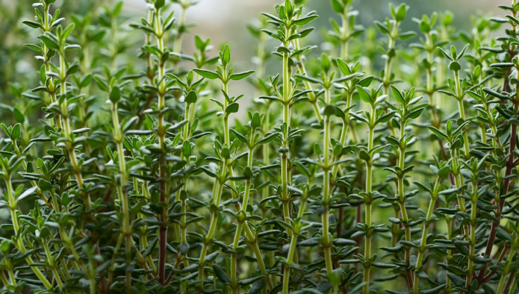 Ease your Cold Symptoms with herbal tea.  Thyme plants shown.