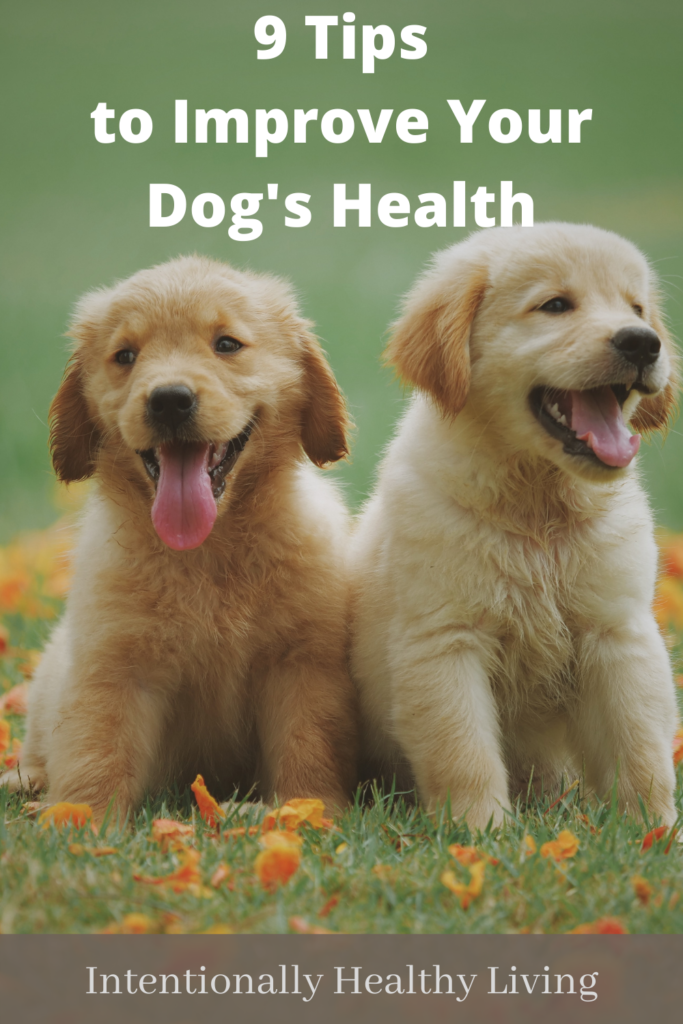 Improve Your Dog's Health and Happiness #dogslife #goldenretriever #dogfood #dogtreats #healthypets #lovedogs #qualityoflife #doglongevity #dogsports 