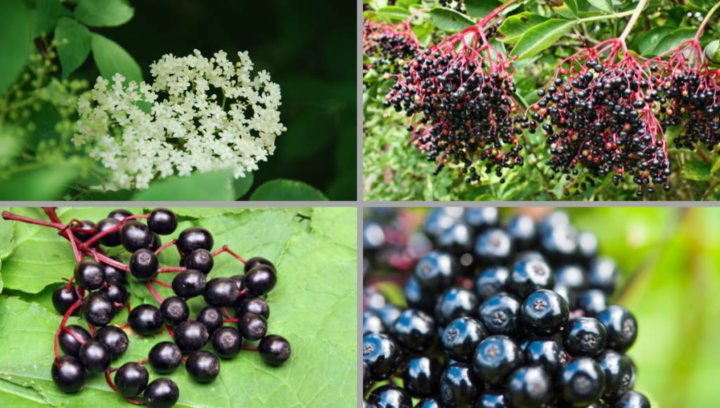 Benefits of Using Elderberry syrup