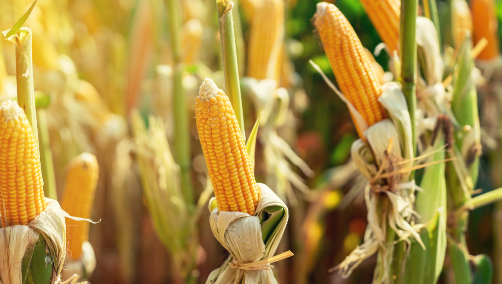 Avoid this popular food for better health with a field of corn.