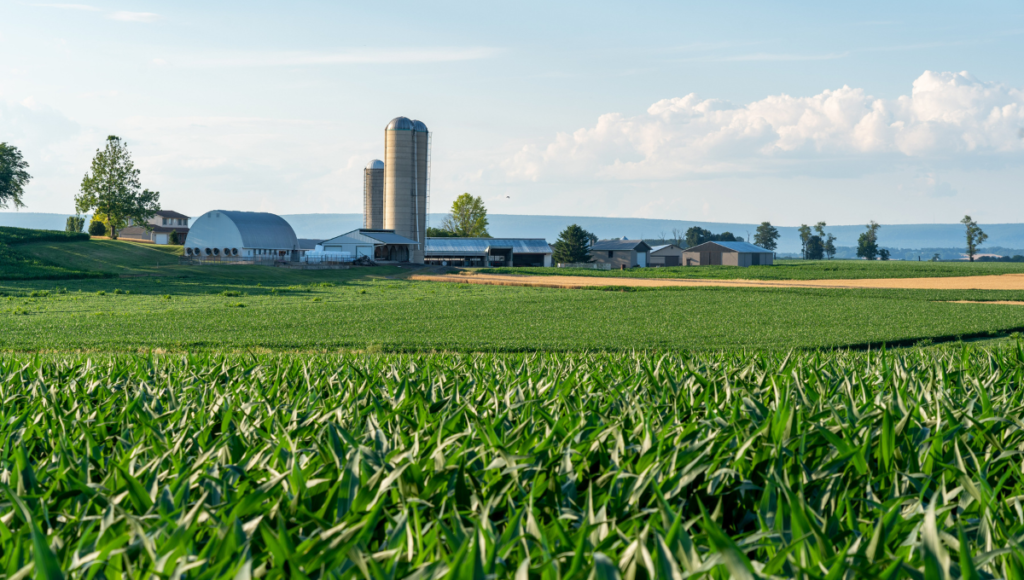 Farm with a corn field.